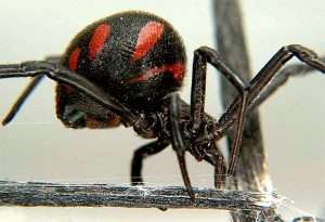 Каракут («черная вдова») фото (Karakum (black widow) photo)