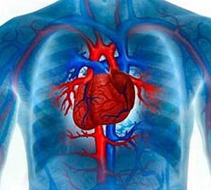 Заболевания сердечно-сосудистой cистемы у детей
