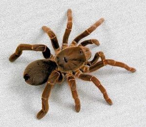 Паук фото (spider photo)