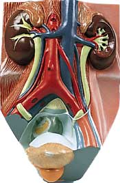 Мочеполовая система
