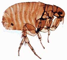 Инфекционное заболевание
