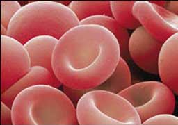 Кровяные трансмиссивные инфекции