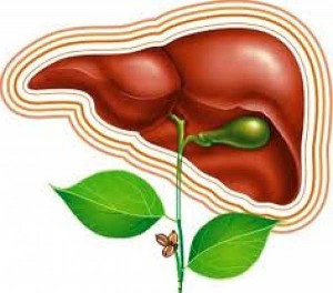 Очищение печени народной медициной