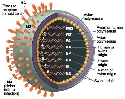 Свиной грипп
