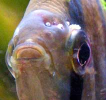 Как заражаются инфекционными заболеваниями