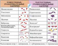 Инфекционныеболезни
