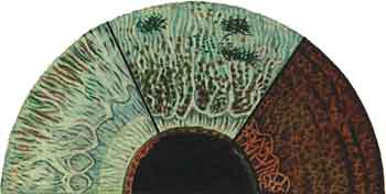 Цвета радужной оболочки глаза