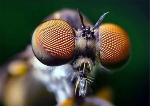 Глаз описание органа