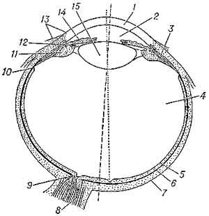 Глаз человека