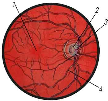 Глазное дно