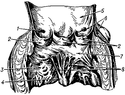 Клапан аорты