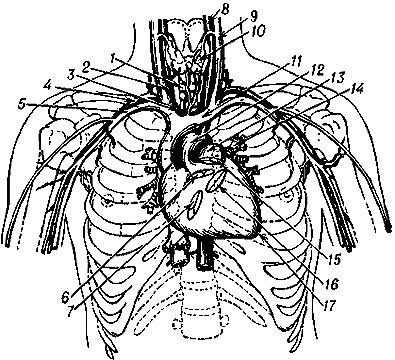 Расположение сердца