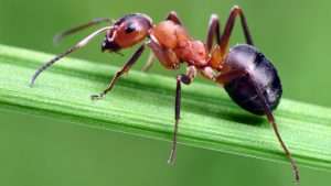 Муравьи (ants)