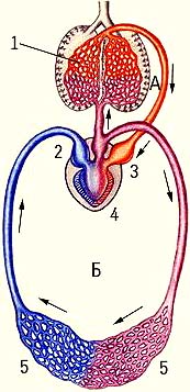 Кровообращение земноводного