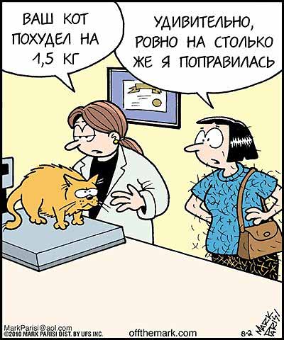 Похудение кошатницы
