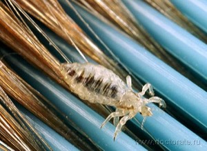 Народные средства от гнид и вшей