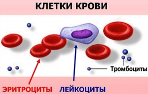 Тромбоциты - описание элементов крови
