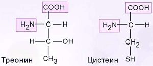 Аминокислоты