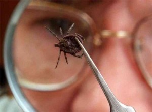 Клещевой вирусный энцефалит