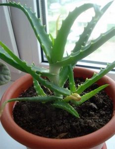 Лечебные свойства Алоэ (healing properties of Aloe)