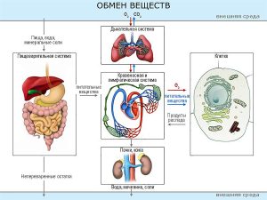 Обмен веществ (metabolism)
