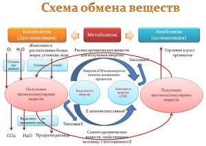 Схема обмена веществ (The scheme of metabolism)