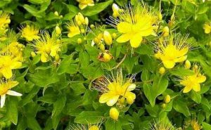 Зверобой: трава для счастья и здоровья (Tutsan: grass for happiness and health)