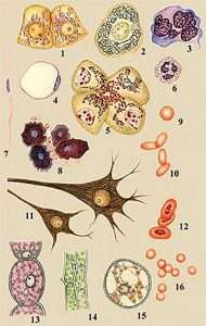 Животные и растительные клетки (Animals and plant cells)