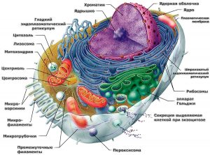 Строение и изображение клетки (Structure and image of the cell)