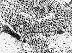 Поперечный срез мышечных клеток саранчи (увеличено в 54000 раз) (Cross section of locust muscle cells (increased 54,000 times))