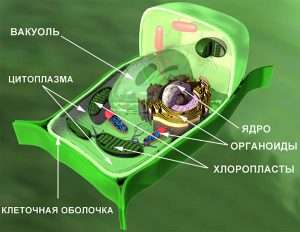 Внутреннее строение растительной клетки (The internal structure of the plant cell)