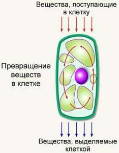 Обмен веществ в клетке (Metabolism in the cell)
