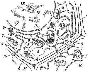 scheme-structure-cell-educational-tissue-meristem-plant