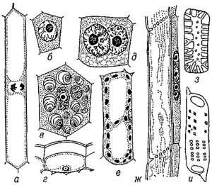 Разнообразие клеток высших растений (Variety of cells of higher plants)