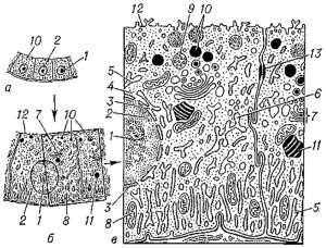 Общий вид эпителиальной клетки животного при различном увеличении (General view of the epithelial cell of the animal at different magnifications)