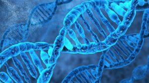 ДНК (Дезоксирибонуклеиновая кислота) (DNA (Deoxyribonucleic acid))