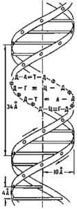 Схема двойной спирали молекулы ДНК - картинка (Diagram the double helix of the DNA molecule - picture)