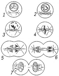 Схема митоза (Diagram of mitosis)
