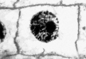 Образование дочерних клеток в митозе (Formation of daughter cells in mitosis)