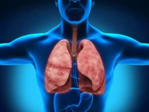 Легкие человека (Human lungs)