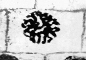 Поздняя профаза митоза лука (Late prophase mitosis of onion)