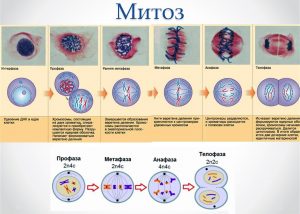 Митоз (Mitosis)