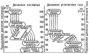 Схема движение кислорода и углекислого газа в процессе дыхания (Scheme movement of oxygen and carbon dioxide during breathing)