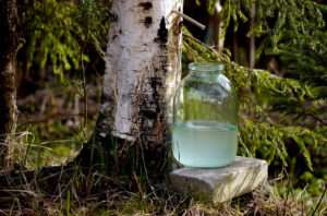 Сбор берёзового сока - фото (Collecting birch sap - photo)
