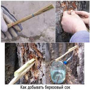 Как добывать берёзовый сок - фото (How to extract birch sap - photo)
