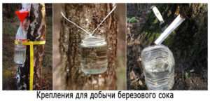 Способы добычи берёзового сока - фото (Methods of extraction of birch sap - photo)