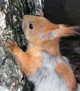 Белка пьет березовый сок - фото (Squirrel drinks birch juice - photo)