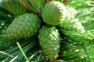 Сосновые шишки (pine cones)